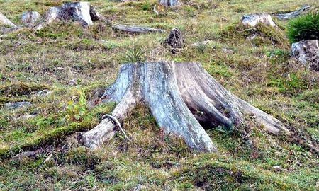 avanza la deforestacion de bosques nativos en tierra del fuego por el corredor del beagle avanza la deforestacion de bosques nativos en tierra del fuego por el corredor del beagle