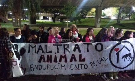 En el día del animal, el hombre fue imputado por los actos crueles cometidos contra cinco gatos En el día del animal, el hombre fue imputado por los actos crueles cometidos contra cinco gatos
