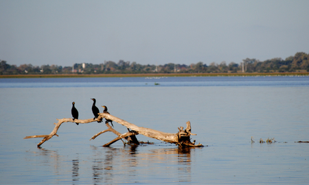 La diversidad más grande la constituyen las aves, con más de sesenta especies registradas hasta ahora. La diversidad más grande la constituyen las aves, con más de sesenta especies registradas hasta ahora.
