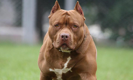 Pitbull mató a mordiscos a su dueño y la Justicia autorizó que sea sacrificado | Imagen ilustrativa Pitbull mató a mordiscos a su dueño y la Justicia autorizó que sea sacrificado | Imagen ilustrativa