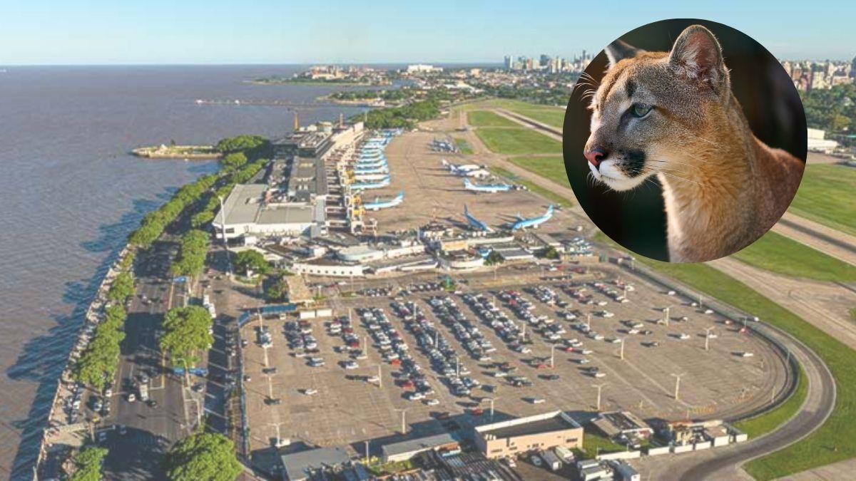 Alerta en Aeroparque: el puma puede resultar potencialmente peligroso.