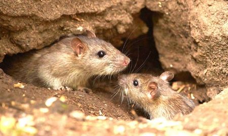 Hantavirus: la OMS emitió alerta y pide al Gobierno “una gestión ambiental integrada”