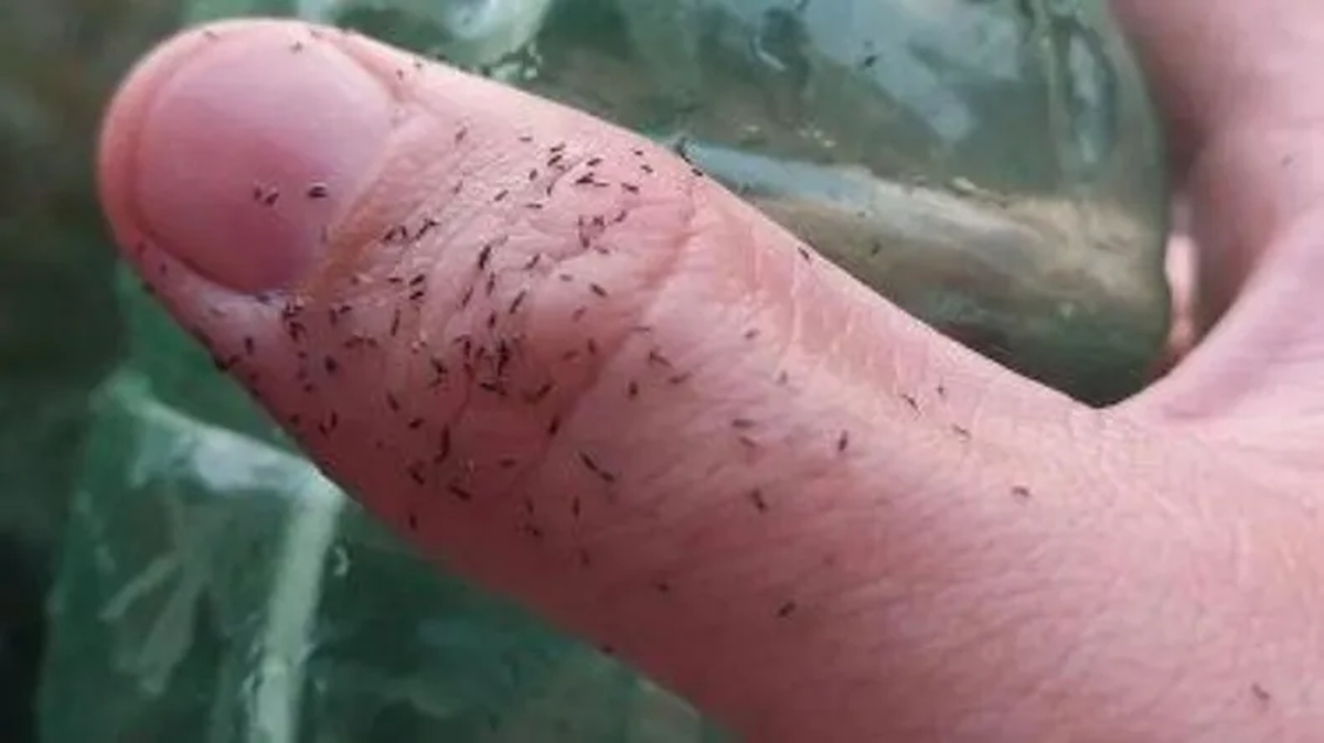 Los insectos atacan cultivos y generan picazón en humanos, aparecieron gracias a la ola de calor.