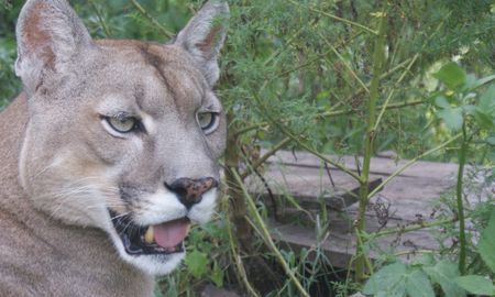 macabro hallazgo: tres pumas devoraban restos humanos y los mataron macabro hallazgo: tres pumas devoraban restos humanos y los mataron