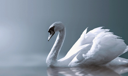 Cisne Cisne