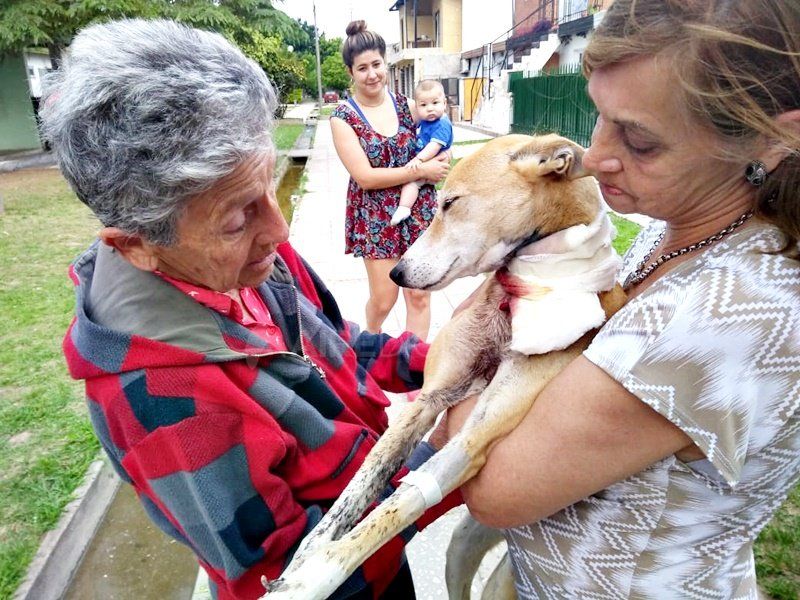 Un pitbull intentó atacar a dos niños y casi mata a la perrita que los defendió