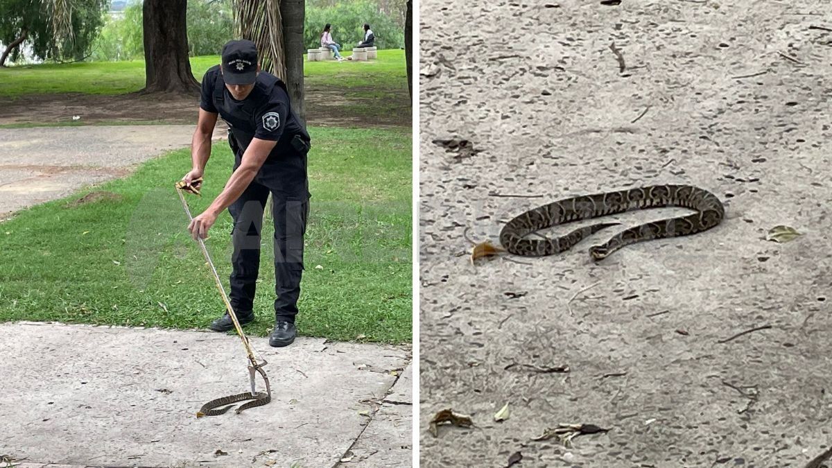 Ciudad de Santa Fe: capturaron una yarará en la Costanera.