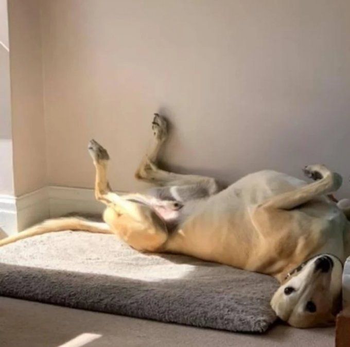 Los galgos no son muy interesados en los juguetes.