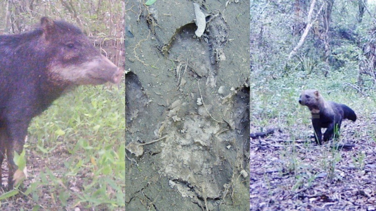 Los investigadores confirmaron la presencia del tapir