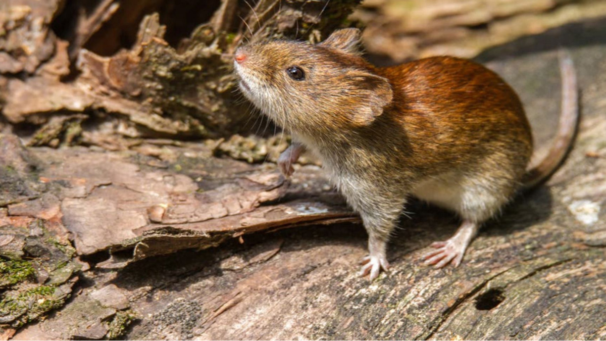 La Fiebre Hemorrágica Argentina es una enfermedad viral aguda grave que transmite el ratón maicero.