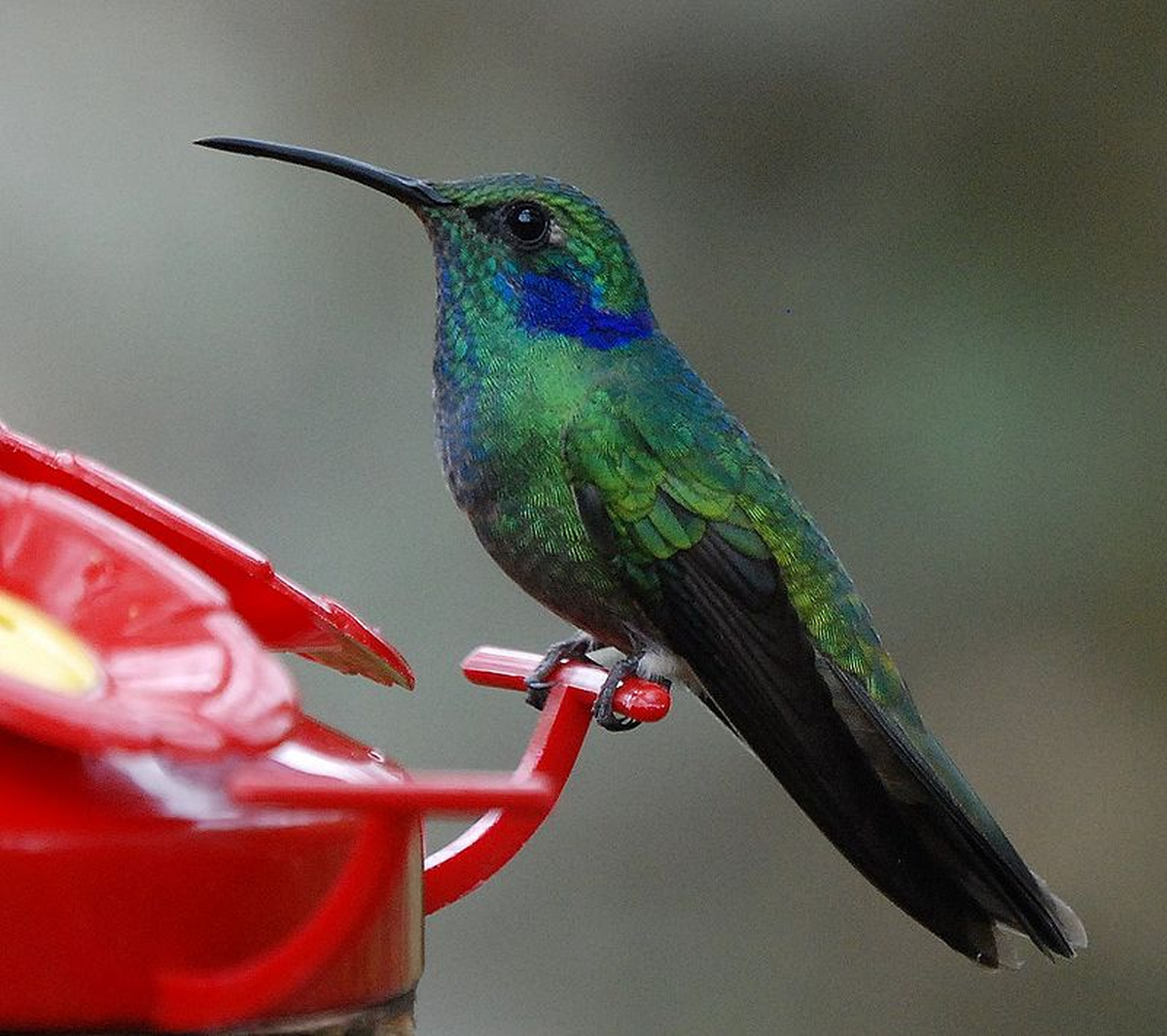 El colibrí oreja violeta emigra al norte del continente americano.