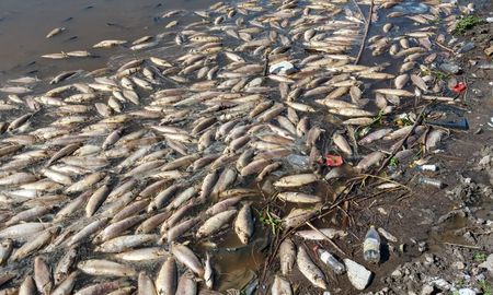 provincia investiga el origen de la inedita y masiva mortandad de peces en el salado provincia investiga el origen de la inedita y masiva mortandad de peces en el salado