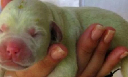 nacio un perro verde y se hizo viral nacio un perro verde y se hizo viral