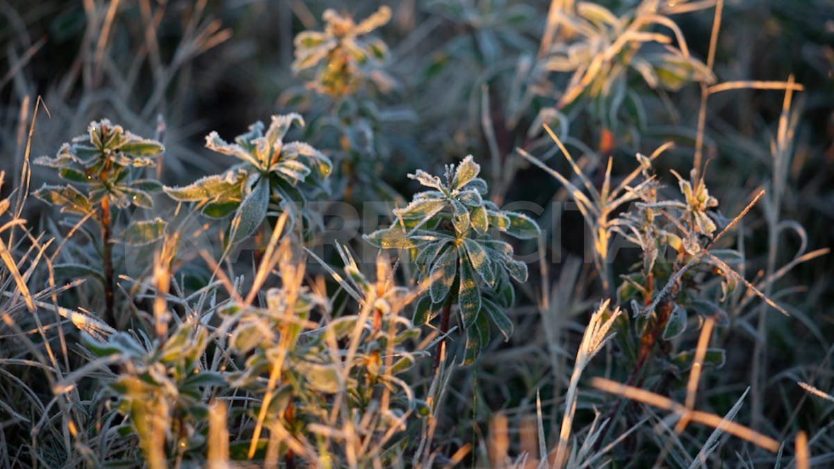 Las imágenes de la helada de este martes en Santa Fe. Se registraron las temperaturas más bajas en lo que va del año, con una sensación térmica bajo cero.
