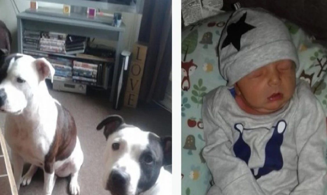 Un bebé de 14 días murió brutalmente atacado por el perro de la casa: lo confundió con un juguete