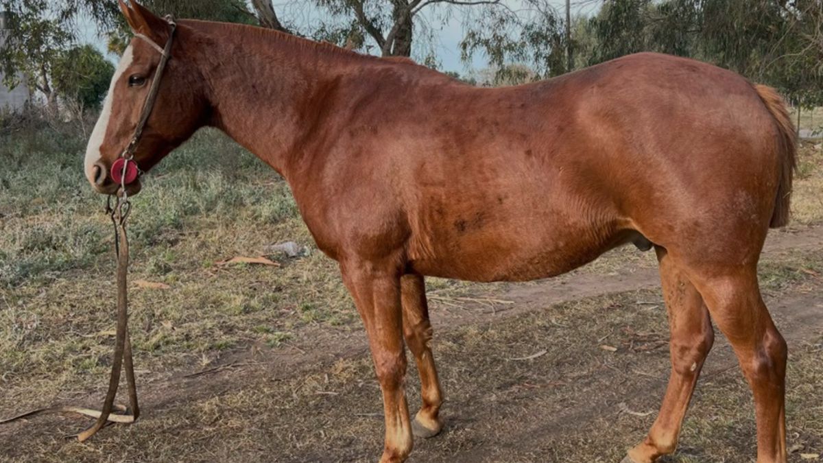 Por el momento se desconoce la propiedad del animal muerto. 
