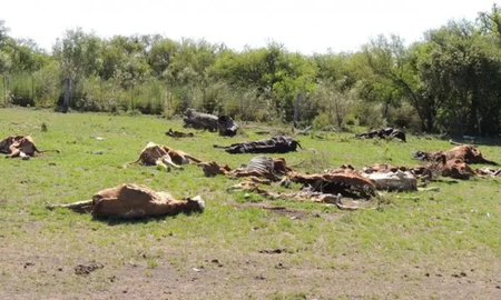 Conmoción en Corrientes: murieron 240 vacas por intoxicación y la sequía habría sido el factor desencadenante Conmoción en Corrientes: murieron 240 vacas por intoxicación y la sequía habría sido el factor desencadenante