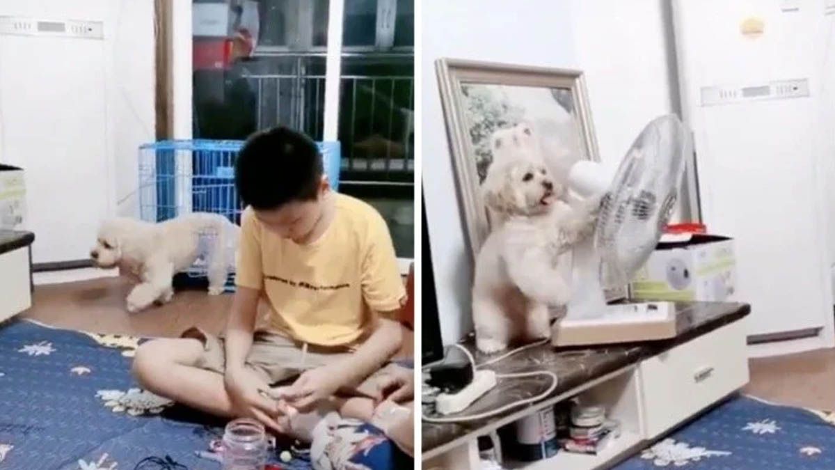 Video: un perro sale de su jaula, acomoda ventilado hacia él y regresa a encerrarse