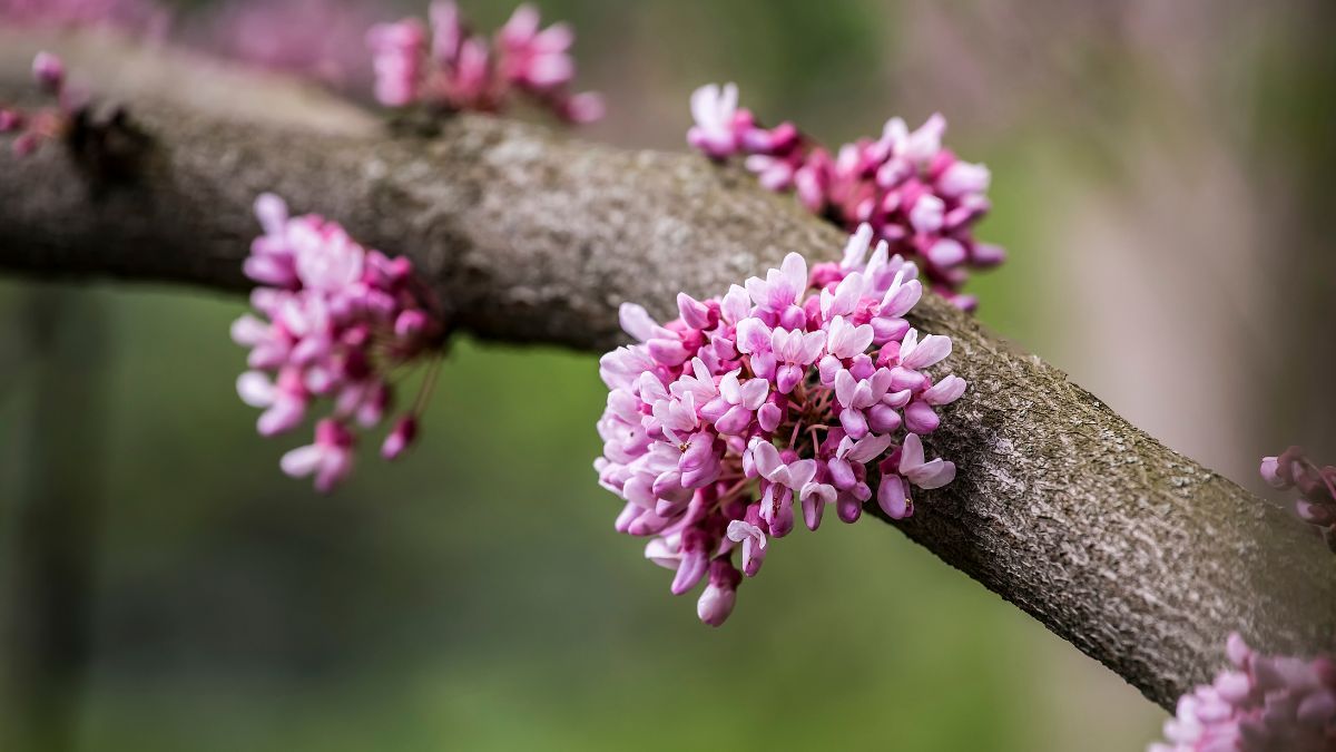 Las pequeñas flores aparecen directamente sobre las ramas e incluso sobre el tronco. Las pequeñas flores aparecen directamente sobre las ramas e incluso sobre el tronco.