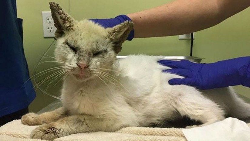 Un gato ciego abre los ojos de nuevo y cautiva a todos por su belleza