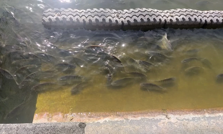 Fuga en planta de tratamiento provocó la muerte de 128 peces en el Lago de Chapultepec Fuga en planta de tratamiento provocó la muerte de 128 peces en el Lago de Chapultepec