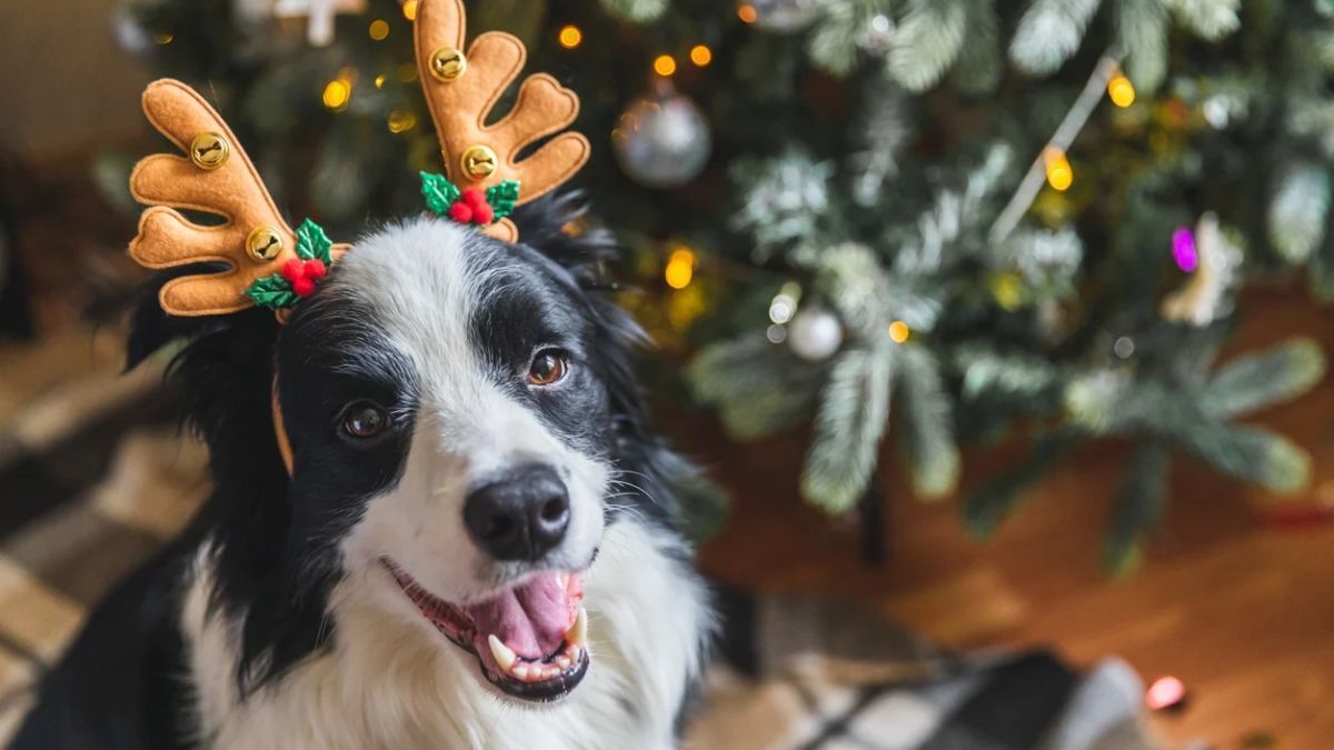 Crear un espacio seguro en casa permite que los perros se sientan protegidos durante las celebraciones. Crear un espacio seguro en casa permite que los perros se sientan protegidos durante las celebraciones.