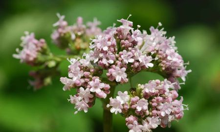 estres: 6 plantas medicinales que ayudan a aliviarlo estres: 6 plantas medicinales que ayudan a aliviarlo