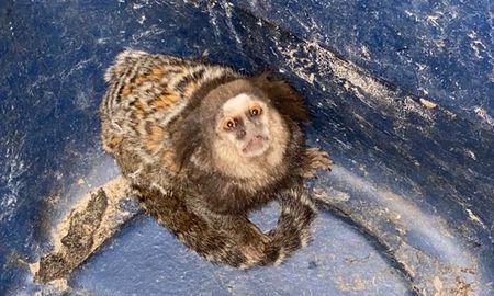 El mono bebé entra en la palma de una mano. El mono bebé entra en la palma de una mano.