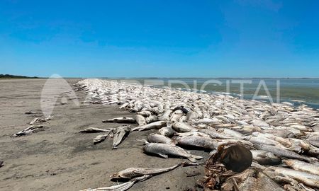 El Ministerio de Ambiente evalúa los pasos a seguir con los miles de peces muertos en la Laguna del Plata. El Ministerio de Ambiente evalúa los pasos a seguir con los miles de peces muertos en la Laguna del Plata.