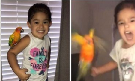 Una pequeña niña entrena a su pajarito para que ataque a quien ella quiera