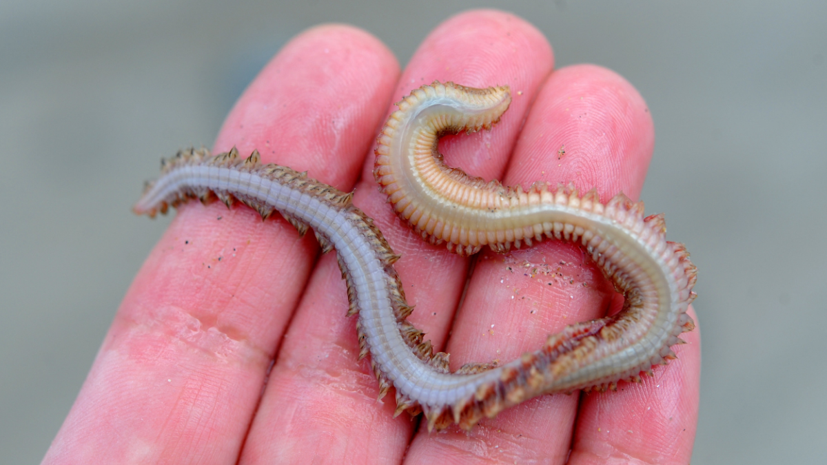 Qué significa soñar con gusanos blancos: atrae la buena suerte o mala suerte