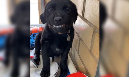 Viral: perro abandonado le sonríe a cada persona que lo visita en el refugio donde vive. Viral: perro abandonado le sonríe a cada persona que lo visita en el refugio donde vive.
