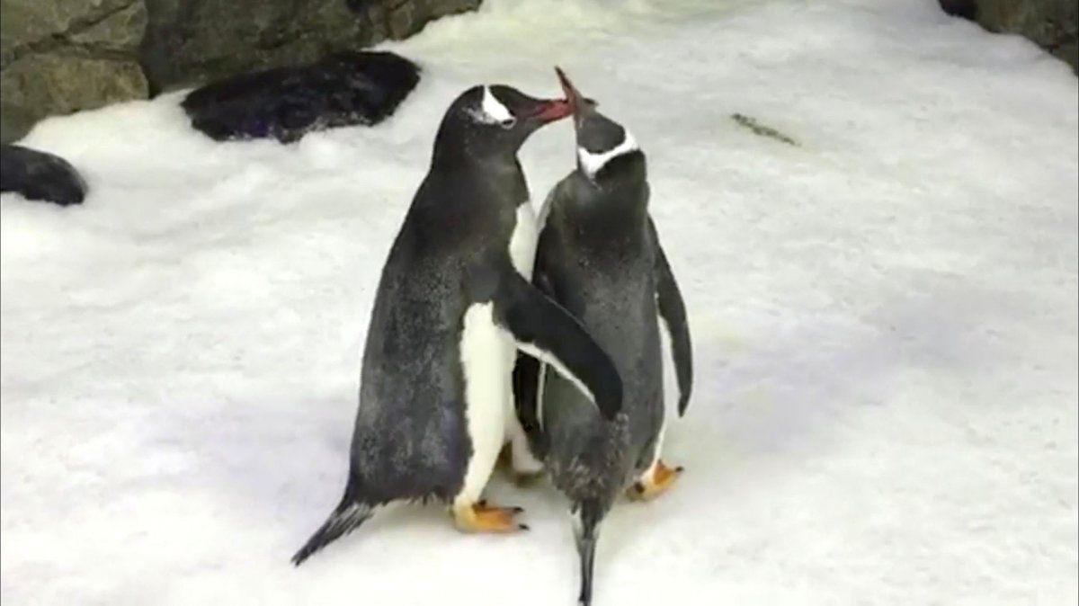 Una pareja de pingüinos se hizo cargo de un huevo abandonado por su madre.