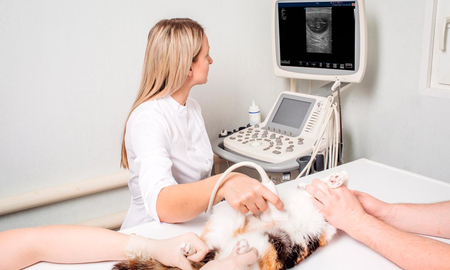 Ecografía veterinaria: ¿Qué es y para qué sirve? Ecografía veterinaria: ¿Qué es y para qué sirve?