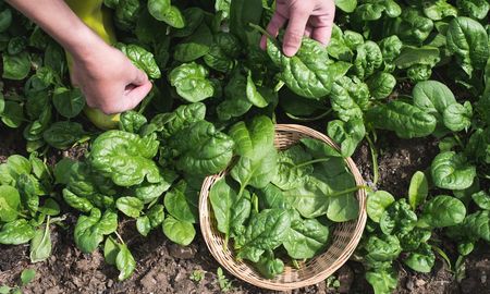 Los alimentos de estación son ideales para el cuerpo. Los alimentos de estación son ideales para el cuerpo.