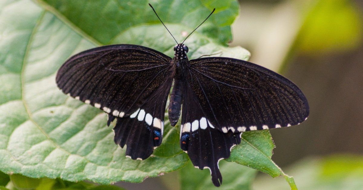 Mariposas: se&ntilde;ales de cambio o advertencias: El vuelo de estas criaturas puede estar asociado tanto a la esperanza como a lo oscuro.