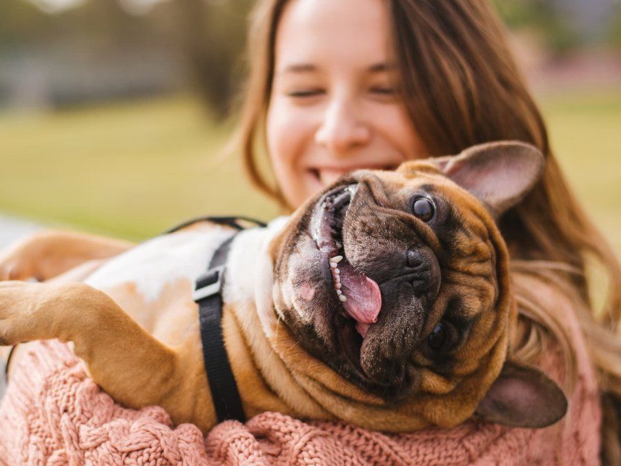 Demuestran que la compañía de un perro alarga la vida