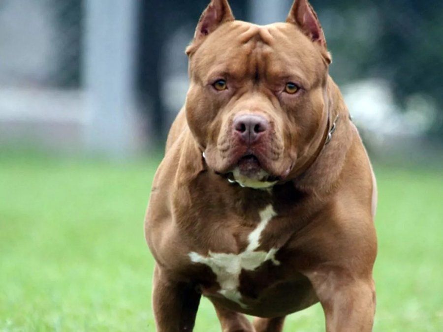 Un pitbull atacó a una nena y le desfiguró la cara: se encuentra internada &nbsp;