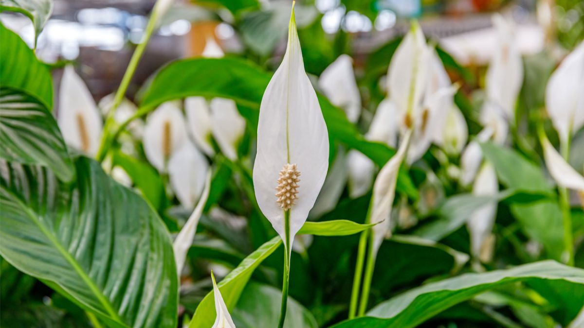 La cuna de Moisés es valorada en el diseño de interiores por su capacidad de adaptación y su elegante contraste de colores.