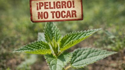 ¡No la toques! La planta silvestre muy común en Santa Fe que puede causar irritaciones severas