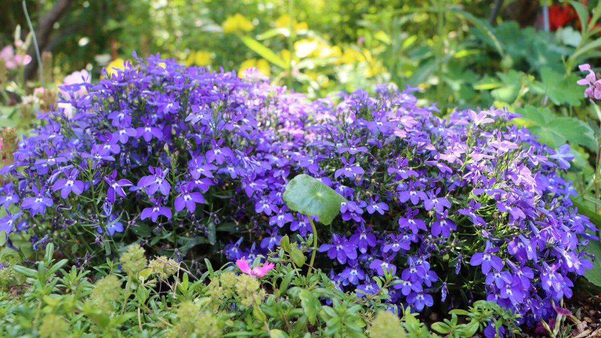 Una flor resistente y fácil de cuidar que llena de color los jardines en octubre.
