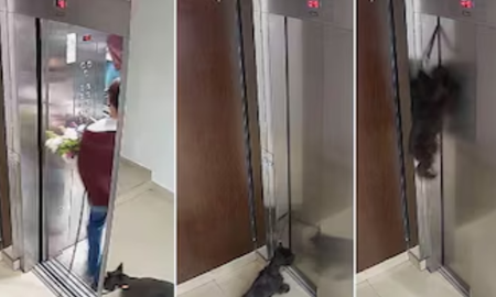 El hecho ocurrió este jueves en Villa Crespo y quedó grabado por las cámaras de seguridad del edificio. El hecho ocurrió este jueves en Villa Crespo y quedó grabado por las cámaras de seguridad del edificio.