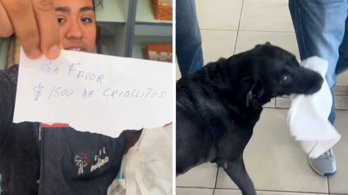 Quién es Otto, el perro de Córdoba que es viral por hacerle mandados a su dueño