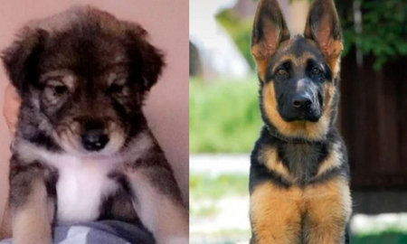 Con el paso de los meses, el cachorro dejó de parecerse a los de esa raza, aunque para su familia adoptiva es igualmente adorable. Con el paso de los meses, el cachorro dejó de parecerse a los de esa raza, aunque para su familia adoptiva es igualmente adorable.