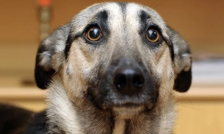 Explorá cómo ciertas acciones humanas afectan el bienestar psicológico de tu mascota. Explorá cómo ciertas acciones humanas afectan el bienestar psicológico de tu mascota.