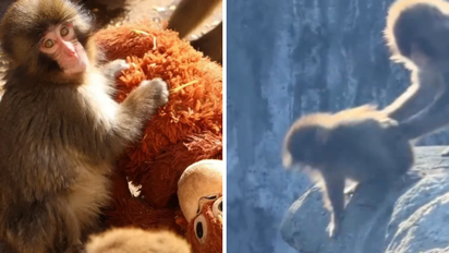 Lanzan al vacío al pequeño monito Punch y el video indigna al mundo entero