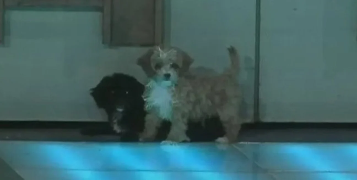 Qué pasó con Caramelo y por qué abandonará la casa de Gran Hermano&nbsp;