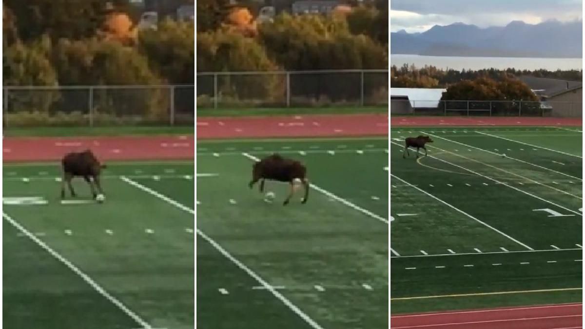 Un alce juega con una pelota de fútbol.&nbsp;