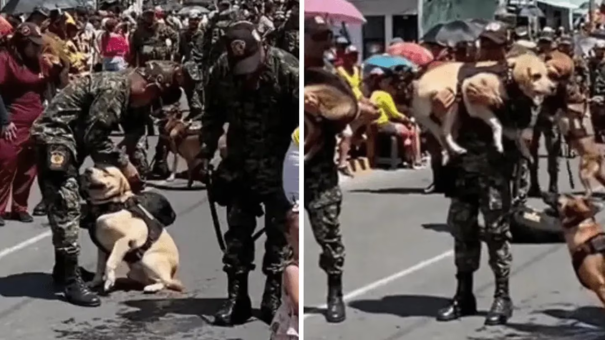 Soldados que desfilaban con perros le hicieron upa porque se estaban quemando las patas
