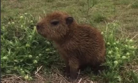 Video viral muestra como un carpincho bebé es capaz de silbar. Video viral muestra como un carpincho bebé es capaz de silbar.